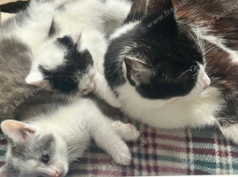 4 lovely kittens