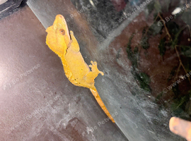 Female crested gecko & tank