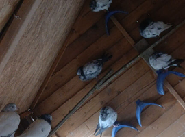 Pigoens for sale in Dunstable