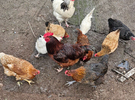 laying hens and cockerals