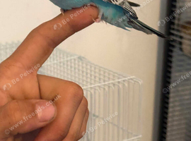 Hand Tame Baby Budgies Steps Up