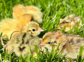 Hatching eggs jumbo Italian quail