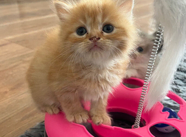 Ragdoll cross Maine coon/exotic Persian