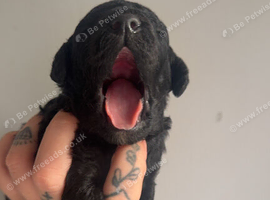 Mini Toy Poodle Puppies - Ready November
