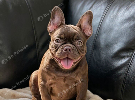 Beautiful french bulldog, fluffy & pink carrier
