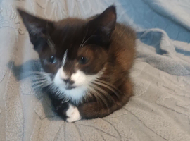 Kittens for sale