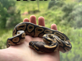Male Mojave baby ball python with set up