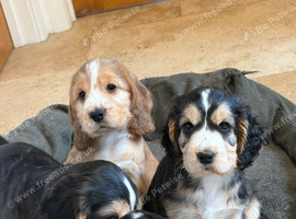Beautiful show cocker pups