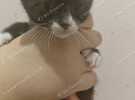 2 kittens ready in 3weeks