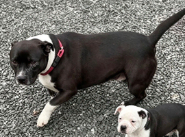 Stunning black pied female staff puppy