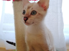 Bengal young tenager boy