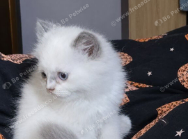 Beautiful Perdoll female