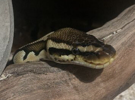 Royal Ball python
