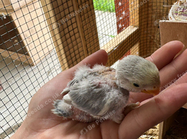Baby love bird for sale