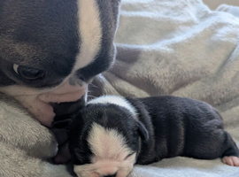 KC registered Boston terrier puppies