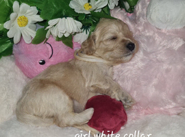 Cavapoochon