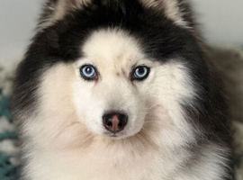 F4 Pomsky stud