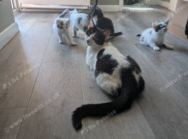 Kittens