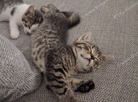 8 week old kittens