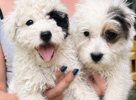 4 beautiful jackapoo boys