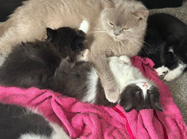 British shorthair cross Domestic longhair
