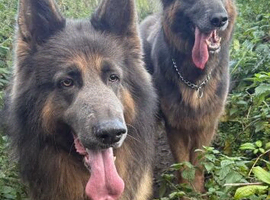 Blue & Tan GSD