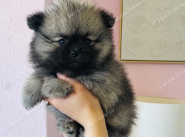 Beautiful kc Pomeranian puppies