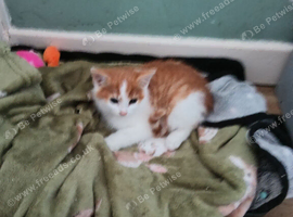 Kittens for sale lovely colours male female ready for there for ever home