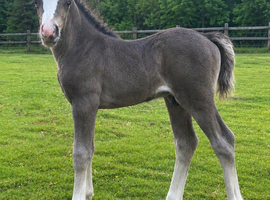 Beautiful colt foal