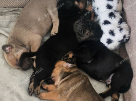 Frenchie-pei