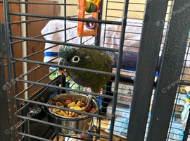 Pionus  Maximilian lovely parrot