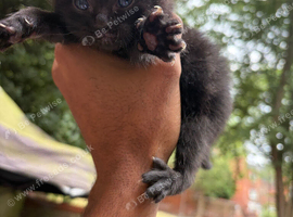 Adorable Sweet Kittens Looking for Loving Homes!