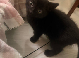 4 adorable kittens