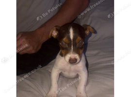 Jack Russell puppy's for sale