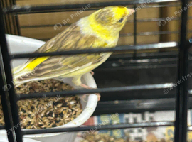 2 Canary's for sale