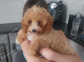 Female cockapoo