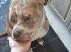 1 year old merle coloured pup