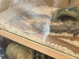 Young corn snake