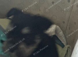 Beautiful puppies ready 17th October