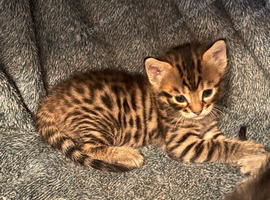 Bengal Mixed breed kittens with exceptional markings