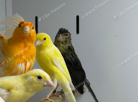 Canaries