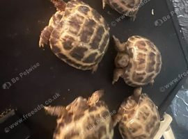 Tortoise