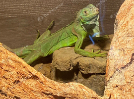 11 month old green iguana with full set up