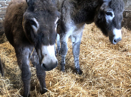 Outstanding Pair of 1 Year-Old Jack Donkeys (Ozzy & Angus) &ndash; Peak District
