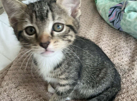 Kittens available now