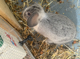 Mini lop x lionhead bunnies