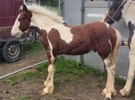 6 month old half bred colt foal