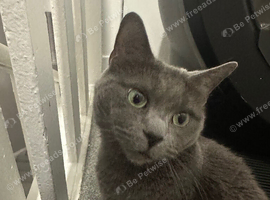 Female cat