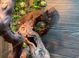 Henkels Leaf Tailed Gecko at Birmingham Reptiles