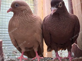 Yellow and brown pairs